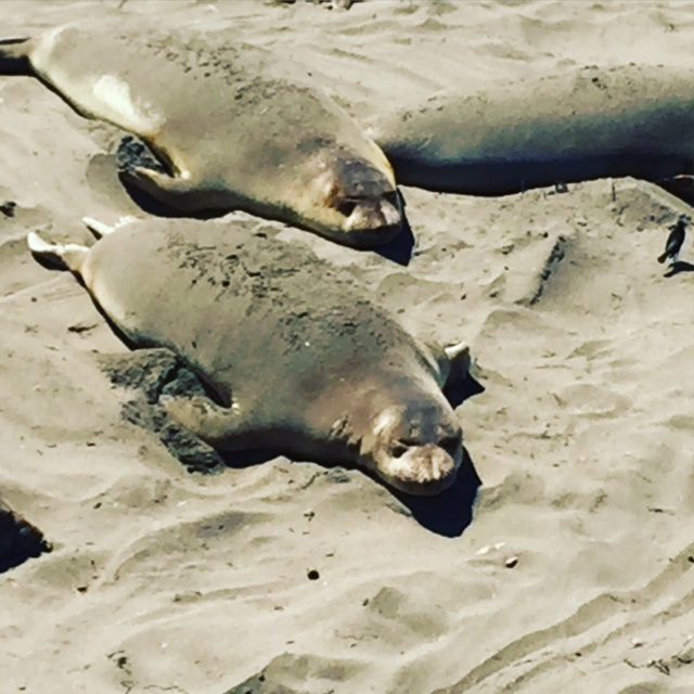 Two seals laying on the beach in sand.